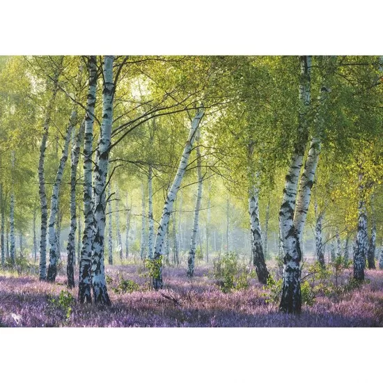 Puzzle padurea de mesteacan 1000 piese Puzzle padurea de mesteacan 1000 piese