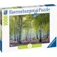 Puzzle padurea de mesteacan 1000 piese Puzzle padurea de mesteacan 1000 piese
