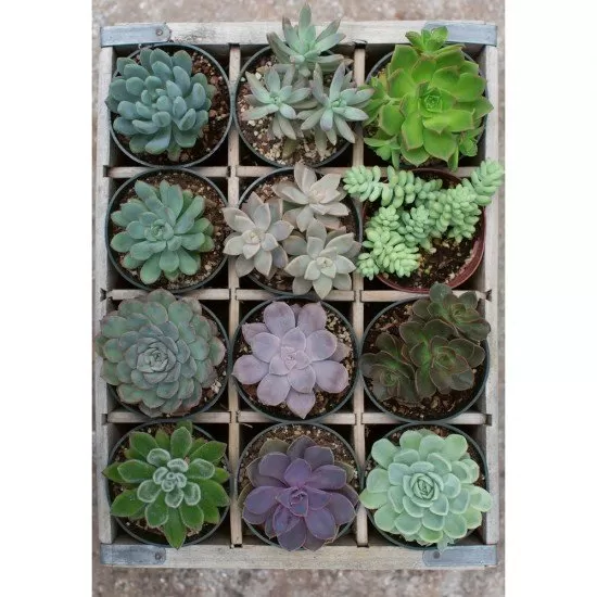 Puzzle Plante 300 piese Puzzle Plante 300 piese