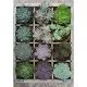 Puzzle Plante 300 piese Puzzle Plante 300 piese