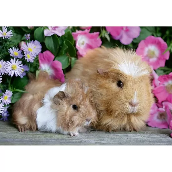 Puzzle porcusor de guinea si iepuras 2x12 piese Ravensburger Puzzle porcusor de guinea si iepuras 2x12 piese Ravensburger