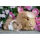 Puzzle porcusor de guinea si iepuras 2x12 piese Ravensburger Puzzle porcusor de guinea si iepuras 2x12 piese Ravensburger