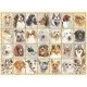 Puzzle portrete de caini 500 piese Puzzle portrete de caini 500 piese