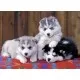 Puzzle Pui de Huskie - 200 piese Puzzle Pui de Huskie - 200 piese
