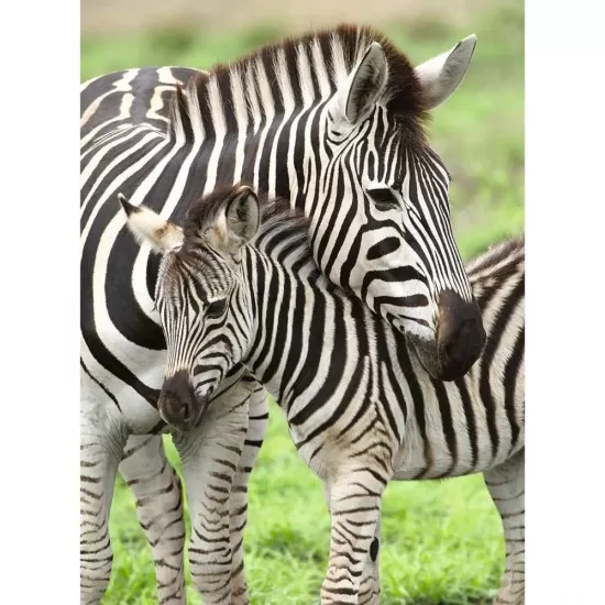 Puzzle zebre 300 piese Ravensburger Puzzle zebre 300 piese Ravensburger