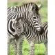 Puzzle zebre 300 piese Ravensburger Puzzle zebre 300 piese Ravensburger