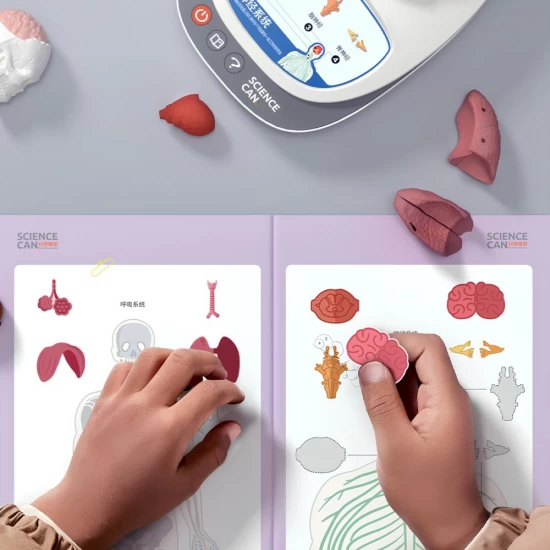 Joc STEM Anatomia umana, TopBright