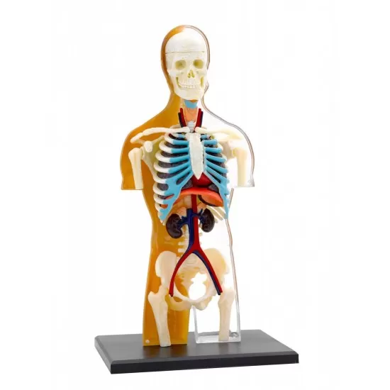 Kit STEM - Anatomia corpului uman Kit STEM - Anatomia corpului uman