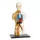 Kit STEM - Anatomia corpului uman Kit STEM - Anatomia corpului uman