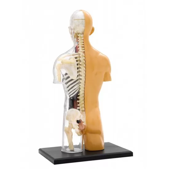 Kit STEM - Anatomia corpului uman Kit STEM - Anatomia corpului uman