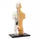 Kit STEM - Anatomia corpului uman Kit STEM - Anatomia corpului uman