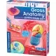 Kit STEM - Organele corpului uman, 37 piese