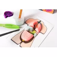 Kit STEM - Organele corpului uman, 37 piese