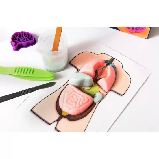 Kit STEM - Organele corpului uman, 37 piese