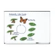 Set magnetic - Ciclul vietii fluturelui Set magnetic - Ciclul vietii fluturelui