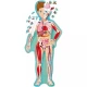 Cunoaste si exploreaza - Puzzle Minunatul corp uman (200 piese) Cunoaste si exploreaza - Puzzle Minunatul corp uman (200 piese)