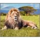 Proiector tip lanterna - Animale periculoase Proiector tip lanterna - Animale periculoase