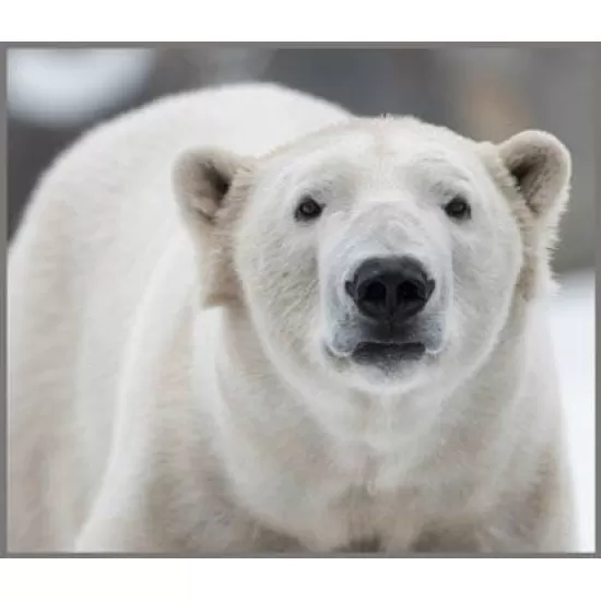 Proiector tip lanterna - Animale periculoase Proiector tip lanterna - Animale periculoase