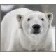 Proiector tip lanterna - Animale periculoase Proiector tip lanterna - Animale periculoase