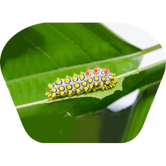 Proiector tip lanterna - Insecte Proiector tip lanterna - Insecte