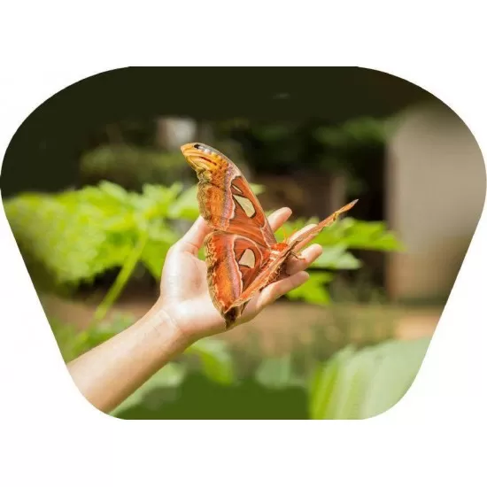 Proiector tip lanterna - Insecte Proiector tip lanterna - Insecte