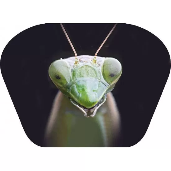 Proiector tip lanterna - Insecte Proiector tip lanterna - Insecte