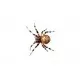 Proiector tip lanterna - Insecte Proiector tip lanterna - Insecte