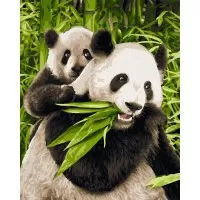 Kit pictura pe numere Schipper - Ursuletii Panda