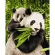 Kit pictura pe numere Schipper - Ursuletii Panda