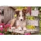 Puzzle pentru colorat Paw Patrol Puzzle pentru colorat Paw Patrol