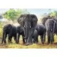 Puzzle Trefl 1000 piese - Elefanti africani Puzzle Trefl 1000 piese - Elefanti africani