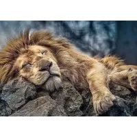 Puzzle Trefl 1000 piese - Leu dormind