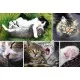 Puzzle Trefl 1500 piese - Viata pisicilor Puzzle Trefl 1500 piese - Viata pisicilor