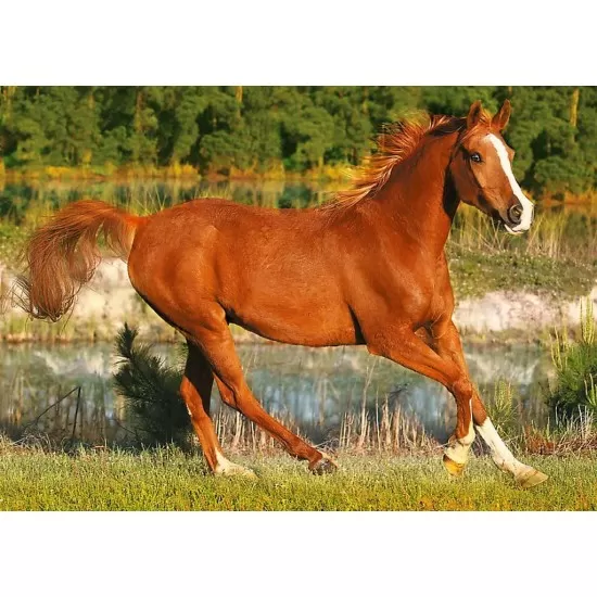 Puzzle Trefl - Frumosii cai 500 piese Puzzle Trefl - Frumosii cai 500 piese