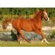 Puzzle Trefl - Frumosii cai 500 piese Puzzle Trefl - Frumosii cai 500 piese