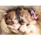 Puzzle Trefl Pisicute Somnoroase 500 piese Puzzle Trefl Pisicute Somnoroase 500 piese