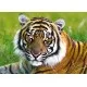 Puzzle Trefl Tigru 500 piese Puzzle Trefl Tigru 500 piese