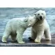 Puzzle Trefl Ursi polari 500 piese Puzzle Trefl Ursi polari 500 piese