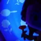 Figurina Wow! Pods - Disney Princess Belle Figurina Wow! Pods - Disney Princess Belle