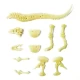 Set constructie Fosila T-Rex fosforescenta 11 piese Set constructie Fosila T-Rex fosforescenta 11 piese