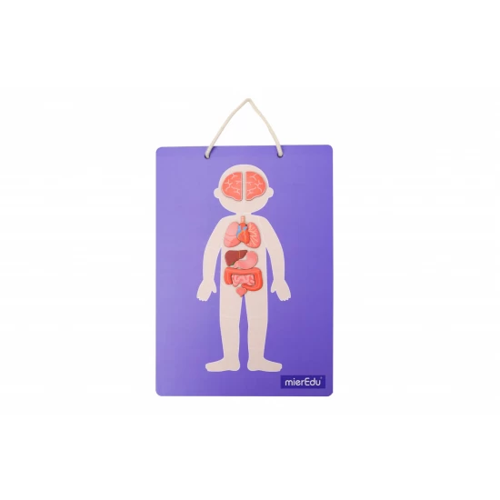 Joc magnetic educativ - Anatomia Umana Joc magnetic educativ - Anatomia Umana