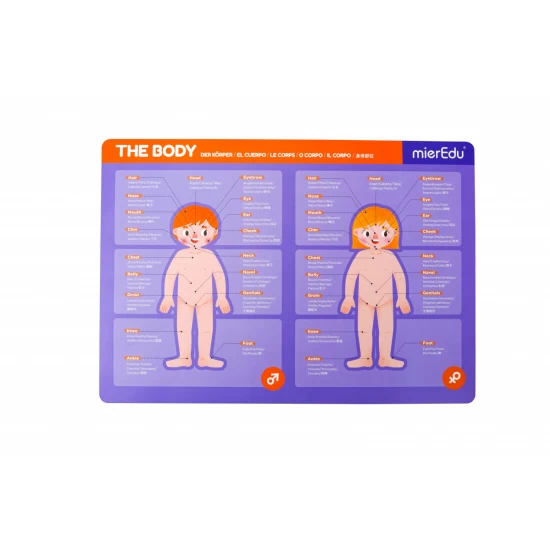 Joc magnetic educativ - Anatomia Umana Joc magnetic educativ - Anatomia Umana