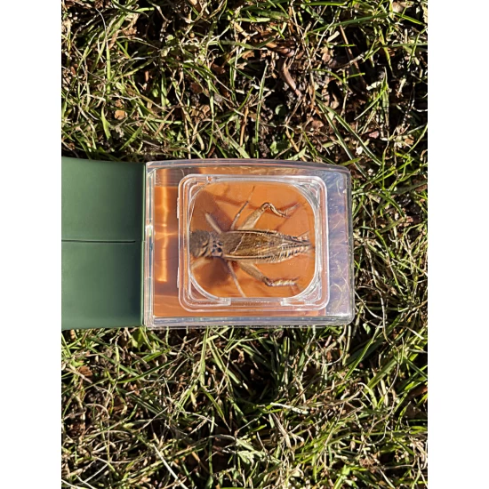 Observator insecte BugView, cu lupa marire 5x Observator insecte BugView, cu lupa marire 5x