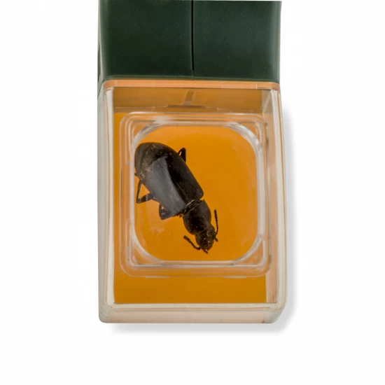 Observator insecte BugView, cu lupa marire 5x Observator insecte BugView, cu lupa marire 5x