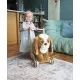 Premergator copii Little Bird Told Me Peanut Pup Walker King Charles Spaniel Premergator copii Little Bird Told Me Peanut Pup Walker King Charles Spaniel