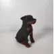 Jucarie plus caine de salvare cu sunet Rottweiler Wild Republic 14 cm Jucarie plus caine de salvare cu sunet Rottweiler Wild Republic 14 cm