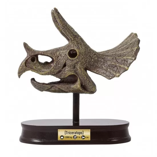 Kit de sapat - Craniu Triceratops de muzeu Kit de sapat - Craniu Triceratops de muzeu