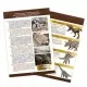 Kit de sapat - Craniu Triceratops de muzeu Kit de sapat - Craniu Triceratops de muzeu