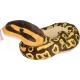 Jucarie plus Sarpe Ball Phyton 137 cm Jucarie plus Sarpe Ball Phyton 137 cm