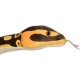 Jucarie plus Sarpe Ball Phyton 137 cm Jucarie plus Sarpe Ball Phyton 137 cm